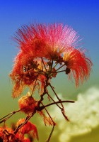 /album/fotogaleria-fotografia-macro/imagen-014-640x480-jpg/